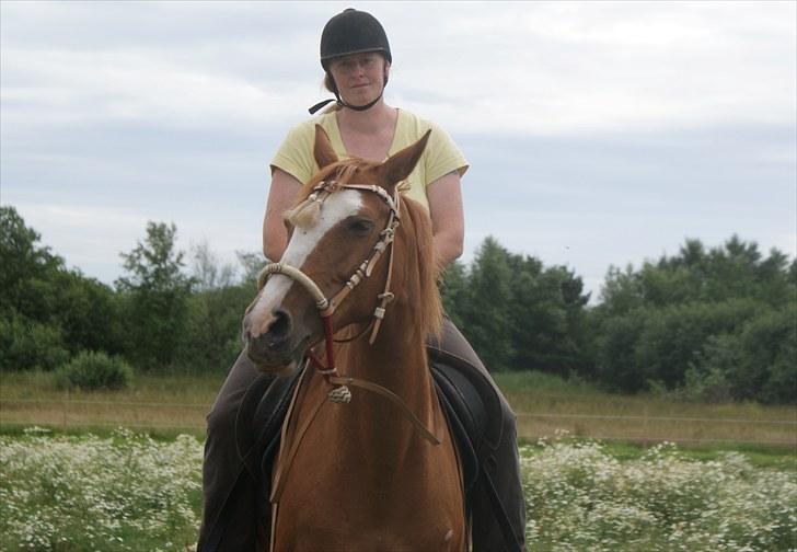 Hollandsk Sportspony Nancy *SOLGT'* - Hun er nu en en fin pony. billede 20