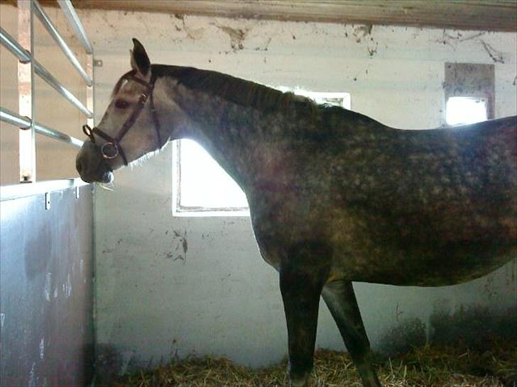 Dansk Varmblod Jonkers Coco Chanel SOLGT - Tyk? Mig? Aldrig ;-) billede 20