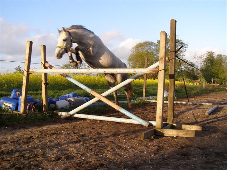 Anden særlig race Kiwi - elsker at springe<3 billede 15