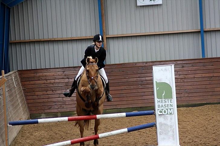 Anden særlig race Golden Dane (Bailey) - Fordi du var perfekt <3 Foto Sascha  billede 5