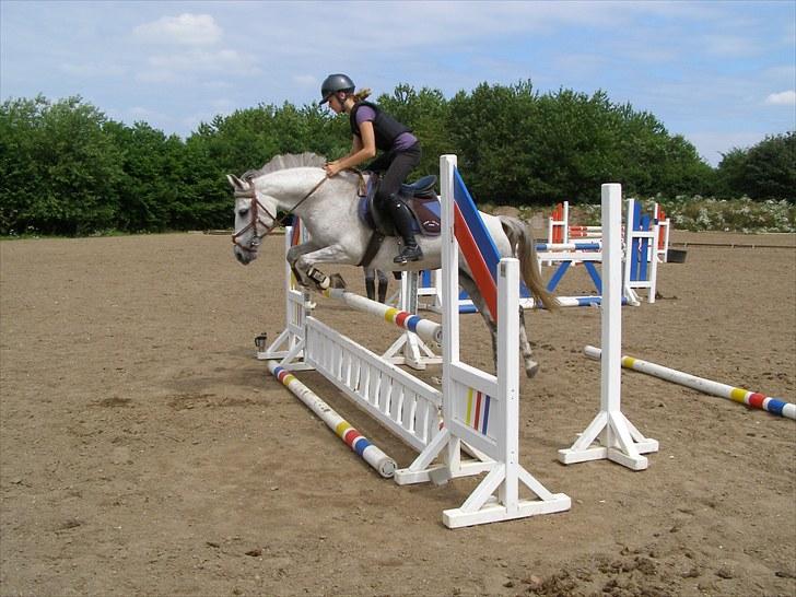 Anden særlig race Kiwi - <3 billede 16