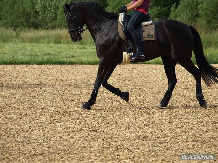 Dansk Varmblod Fergie Vedstedholm - Dressur træning 19. Juli - Sarah Steen billede 15