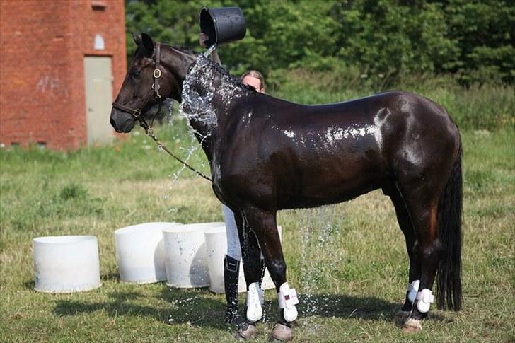 Dansk Varmblod Mr. Rubino - Varm dag på Søborggård d. 10/-2010 billede 9
