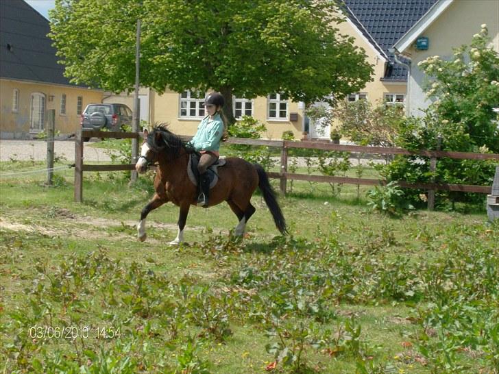 Welsh Mountain (sec A) Stoertebecker´s Genius - En af de første gange jeg red Genius,<3 billede 8