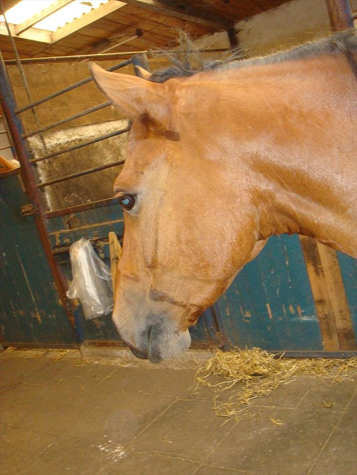 DSP Bæklunds Lester Solgt/´;  billede 10