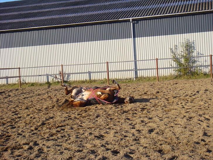 DSP Bæklunds Lester Solgt/´;  billede 12