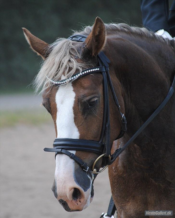 Welsh Partbred (Sec F) Friis Nachos Solgt  billede 13