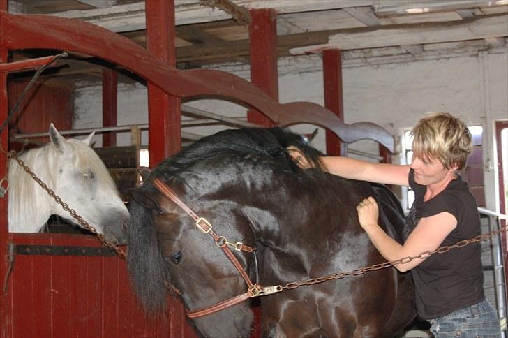 Nordsvensk Skovhest Elvis  billede 20