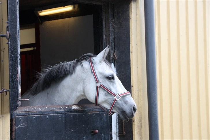 Trakehner Bint-Al-Hawa, (solgt 2011) - Hmmm, nå sådan ser her ud på sjælland. Står og hviler ud efter den lange tur over. billede 5