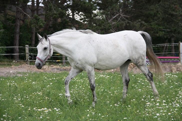 Trakehner Bint-Al-Hawa, (solgt 2011) - Rundt på folden. Alt går roligt og stille for sig. billede 6