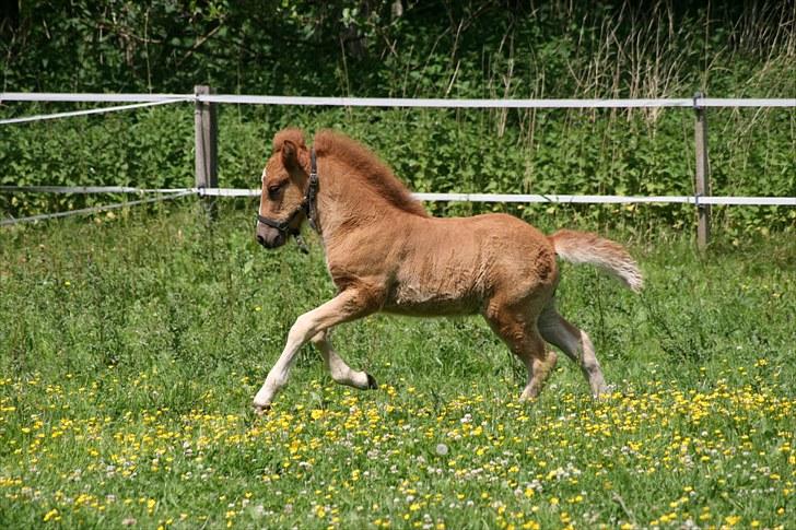 Islænder Reyr fra XXXX - velkommen :D  billede 1