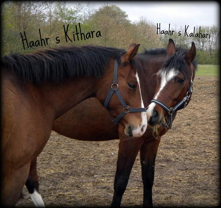 DSP Haahr´s Kithara †R.I.P† D.23. Aug 2010 :-( - Velkomme til min profil, jeg hedder Kithara, du kan bare lige tage et kig ;) billede 1