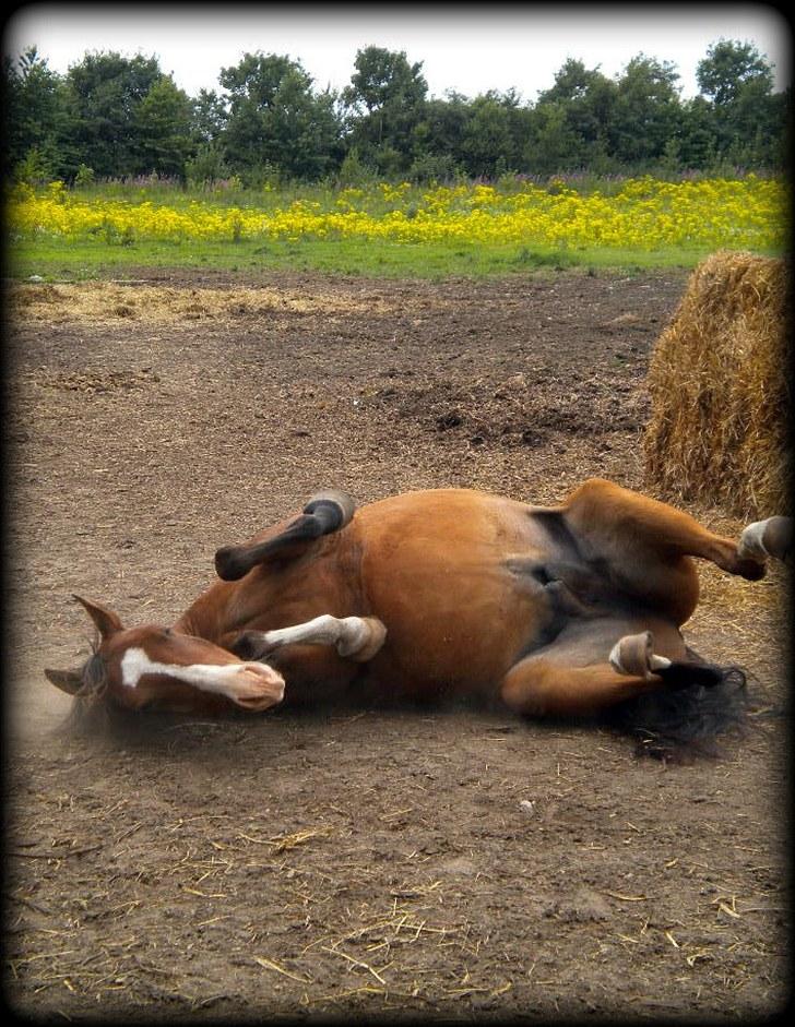 DSP Haahr´s Kithara †R.I.P† D.23. Aug 2010 :-( - Arrg det er dejlig at komme ud igen efter en dejlig ride tur den 18. Juli ;)    //LJ-foto. billede 7