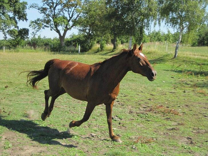 Frederiksborg Nova Jøle - Nova i galop :D #Foto - Katrine O billede 13