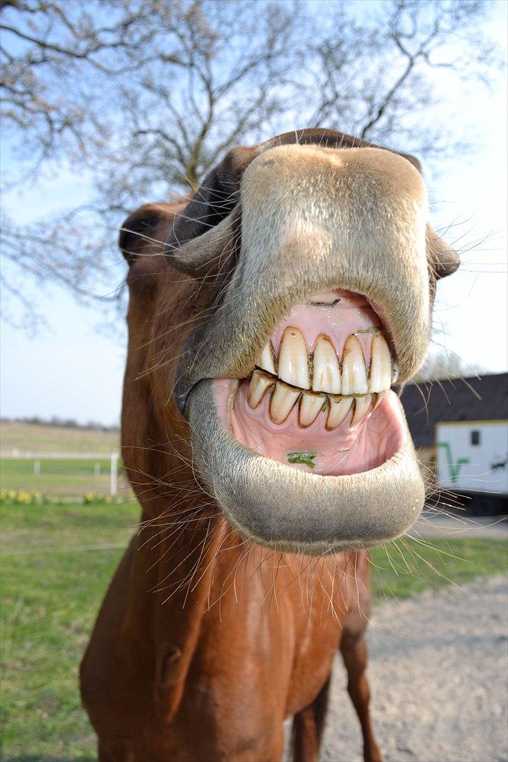 Frederiksborg Nova Jøle - Nova smiler på komando. Kan man være mere charmende? :D #Foto - Katrine (mig) billede 15