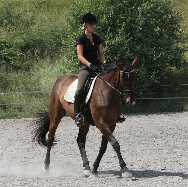 Tysk Varmblod Freja - D. 19. juli 2010 [Foto: Bianca] billede 14