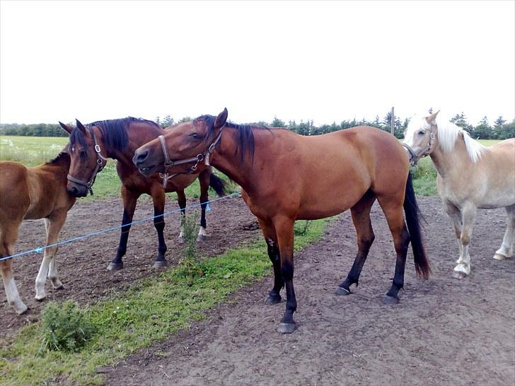 Anden særlig race Star billede 2