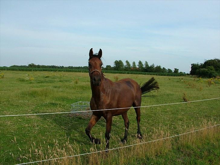 Anden særlig race Star billede 3