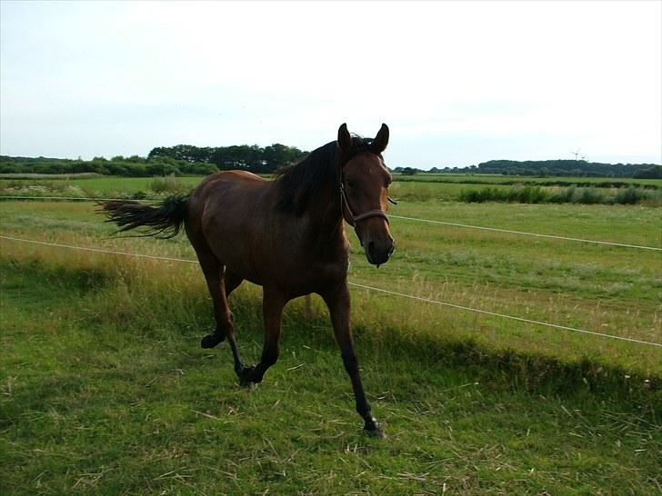 Anden særlig race Star billede 4