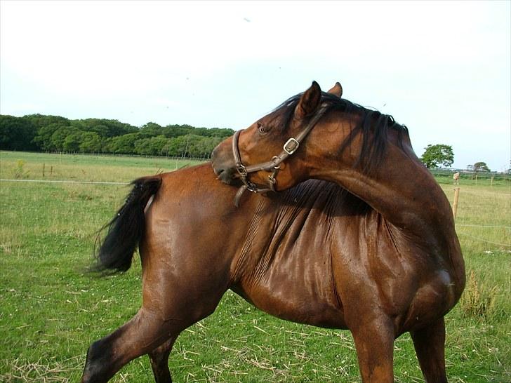 Anden særlig race Star billede 5