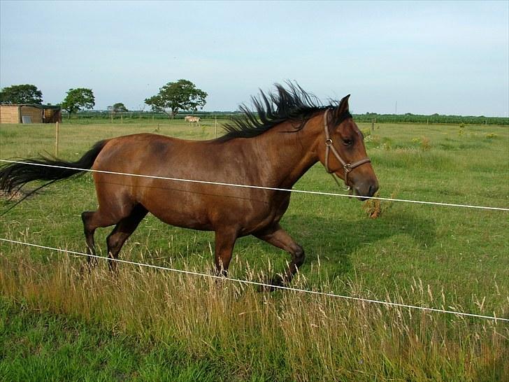 Anden særlig race Star billede 6
