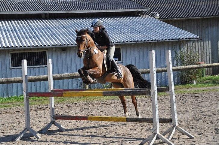 Hollandsk Sportspony Karlien. <3 *b-pony* - 12) Træning på stjernen :) billede 12