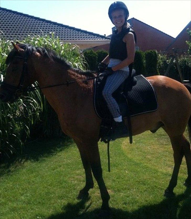 New Forest Egeballes Diesel <3 Solgt :( - Mig og Diesel hjemme i min have;-D  billede 1