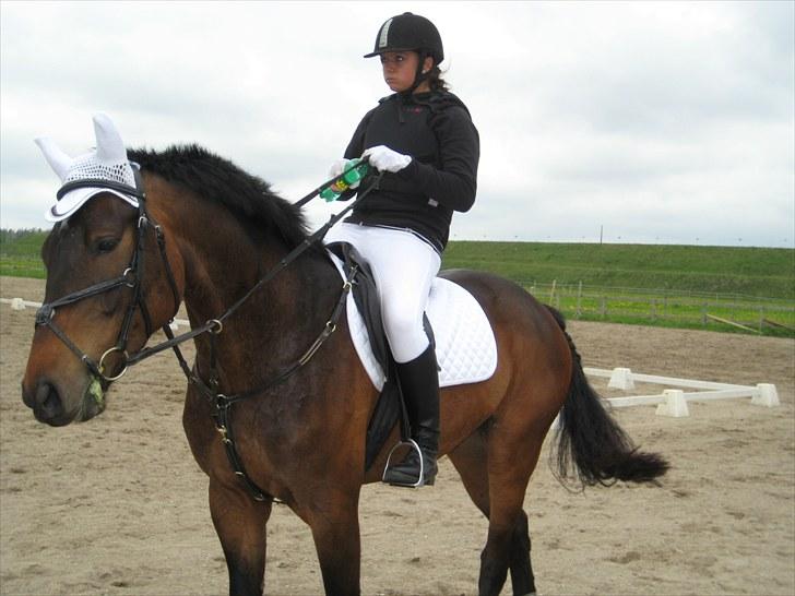 Dansk Varmblod Stald mejses Cordell  billede 19