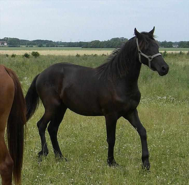 Anden særlig race Zilke  (DV+Frieser) - SOLGT - juli ´10 billede 15