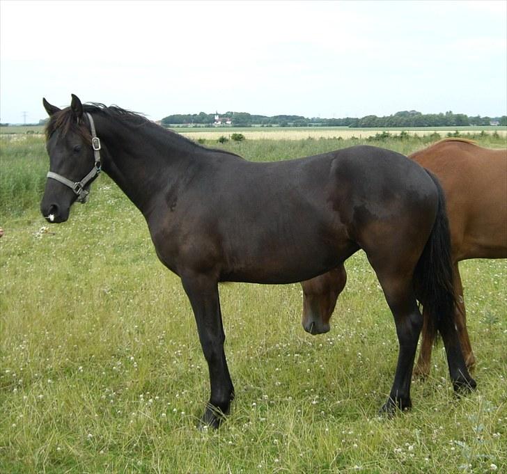 Anden særlig race Zilke  (DV+Frieser) - SOLGT - juli ´10 billede 16