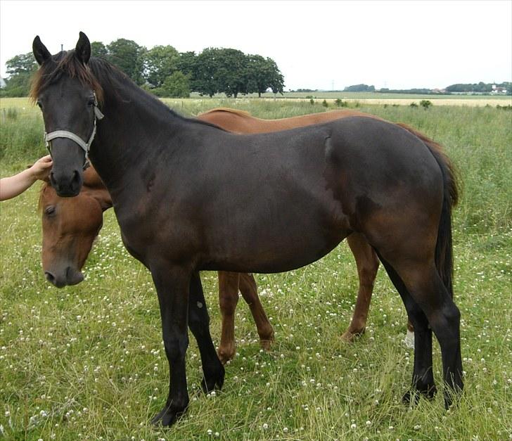 Anden særlig race Zilke  (DV+Frieser) - SOLGT - junli ´10 billede 17
