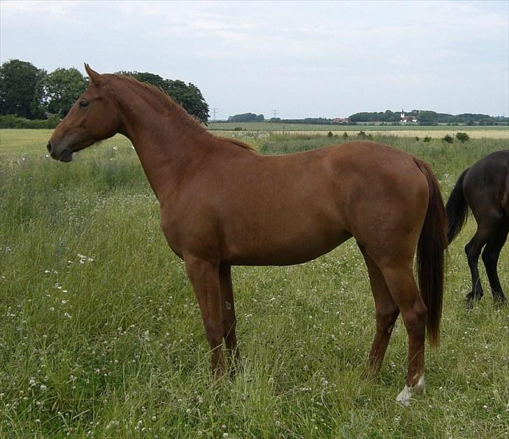 Dansk Varmblod Zelina Z - juli ´10 billede 15