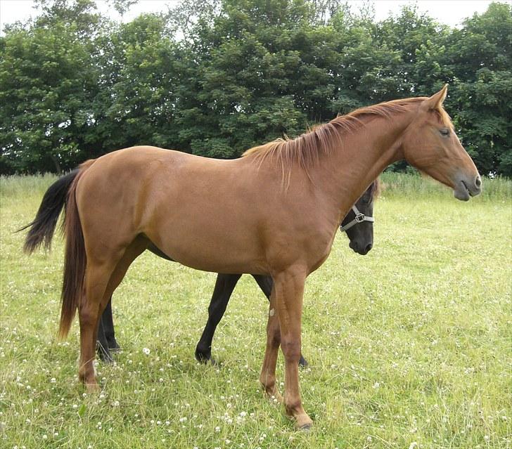 Dansk Varmblod Zelina Z - juli ´10 billede 16