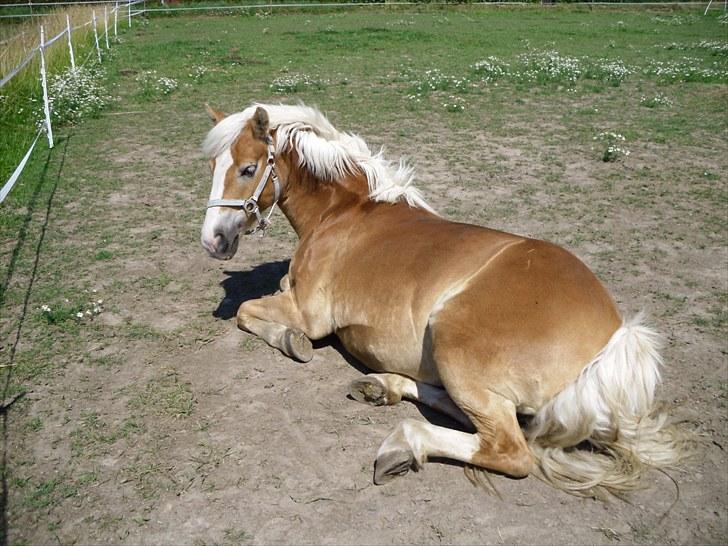 Anden særlig race amanda solgt - flotte amanda billede 5