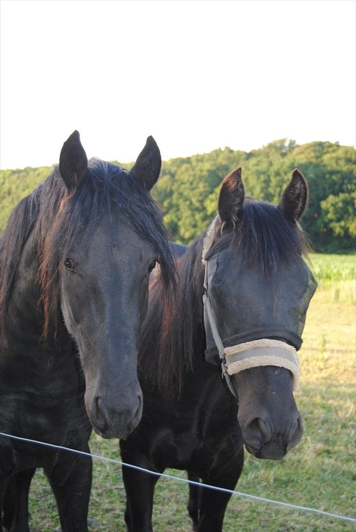 Frieser Chavel billede 14