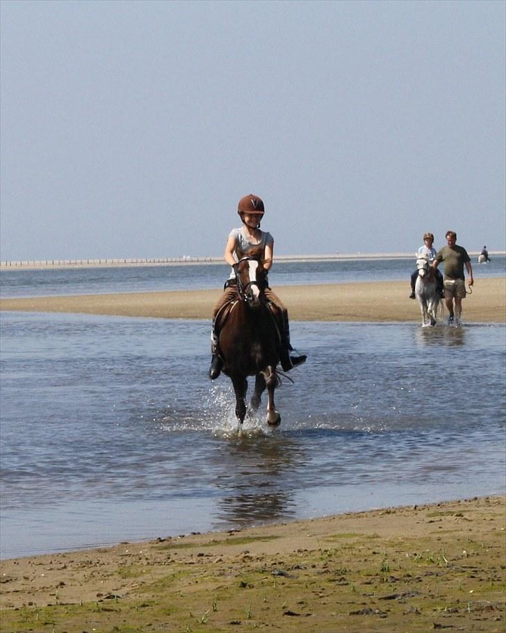 Welsh Pony (sec B) Welsh Glories van Mikkel - Mikkel i fuld gallop igennem vandet på Rømø billede 8