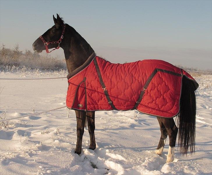 Hannoveraner Dreamgirl 11.04.2003-22.09.2012 - Her viser hun da ikk så tydeligt at hun er baghøj ;o) Hun skjuler det ligefrem! billede 14