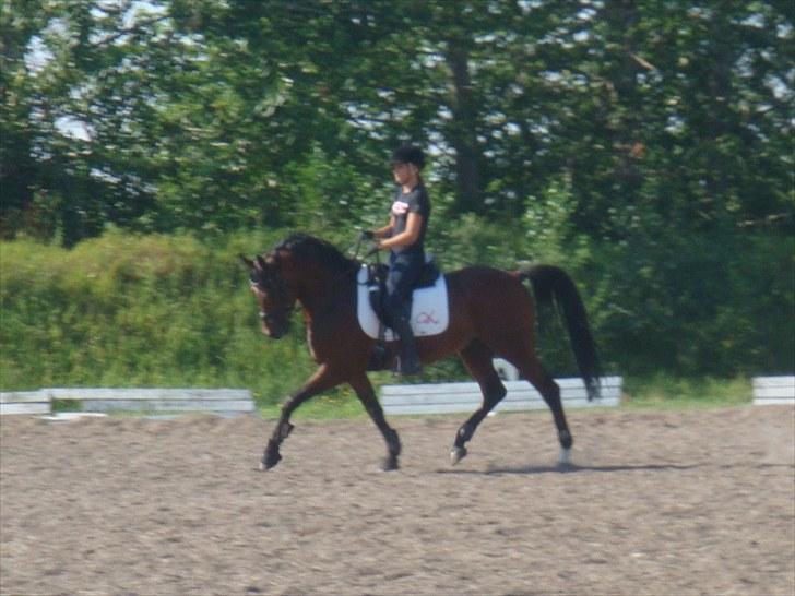 Welsh Pony af Cob-type (sec C) Klooster's Eltino billede 3