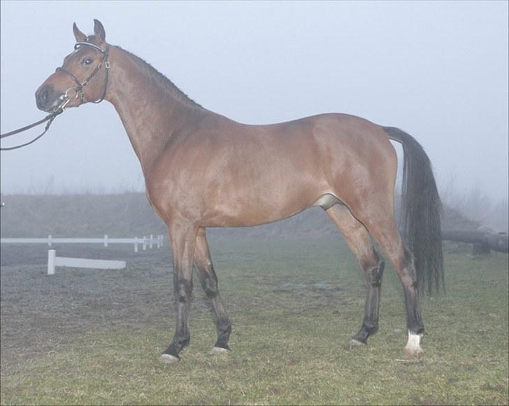 Welsh Pony af Cob-type (sec C) Klooster's Eltino billede 4