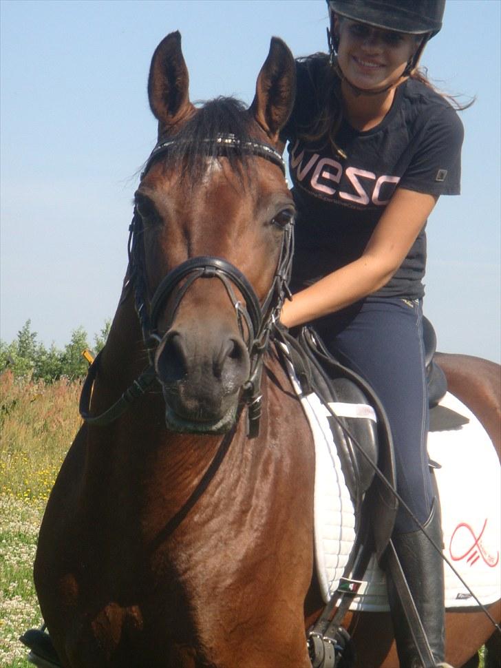 Welsh Pony af Cob-type (sec C) Klooster's Eltino billede 8