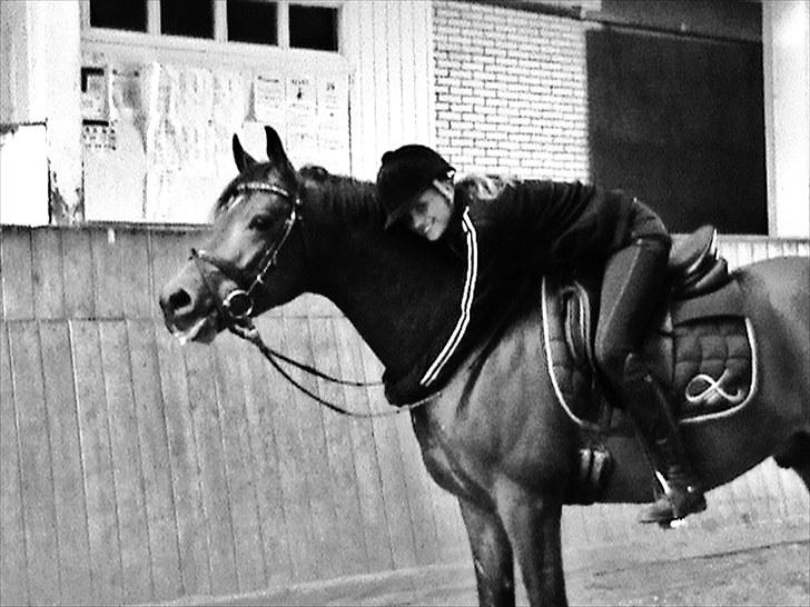 Welsh Pony af Cob-type (sec C) Klooster's Eltino billede 9