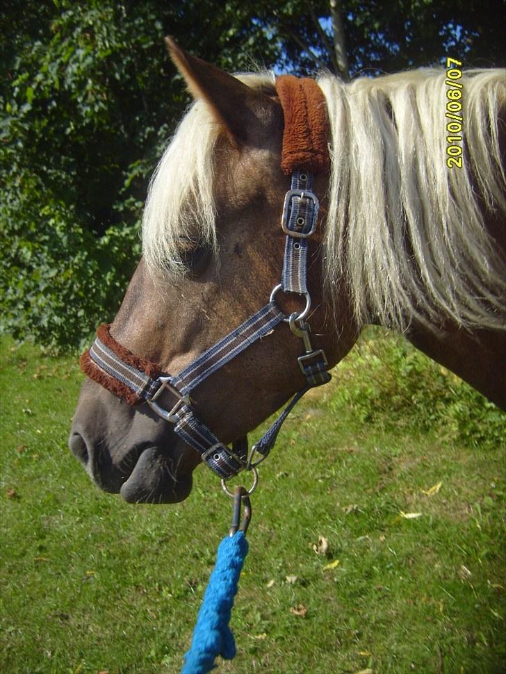 Anden særlig race Koda billede 3