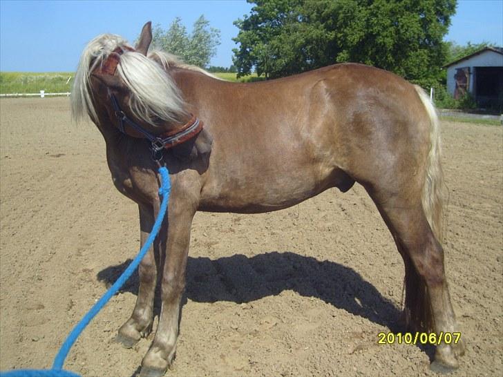 Anden særlig race Koda billede 4