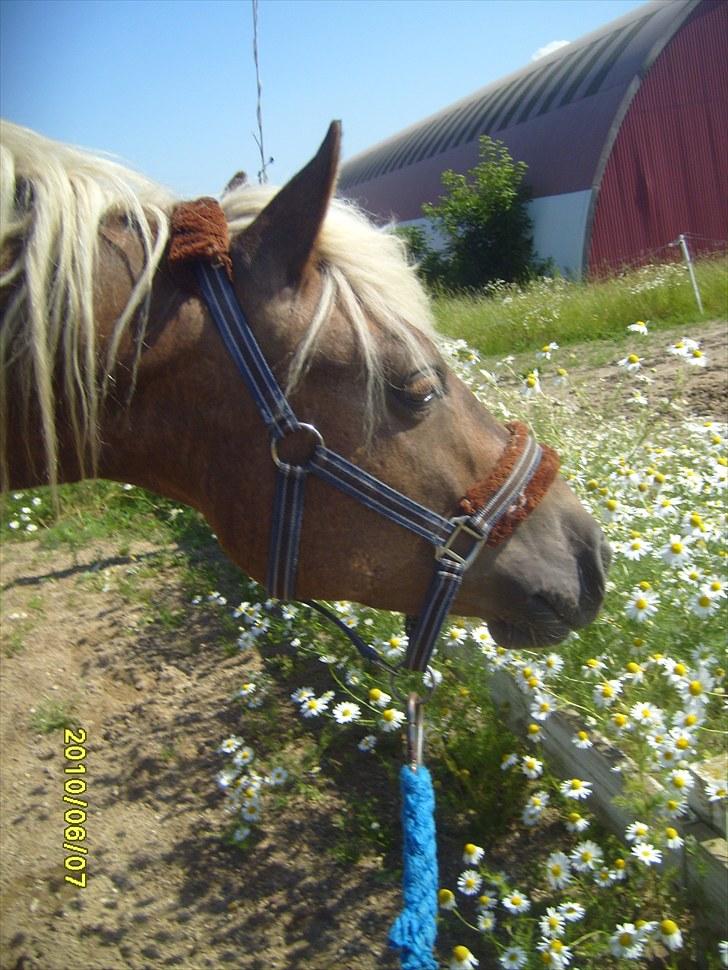 Anden særlig race Koda billede 5