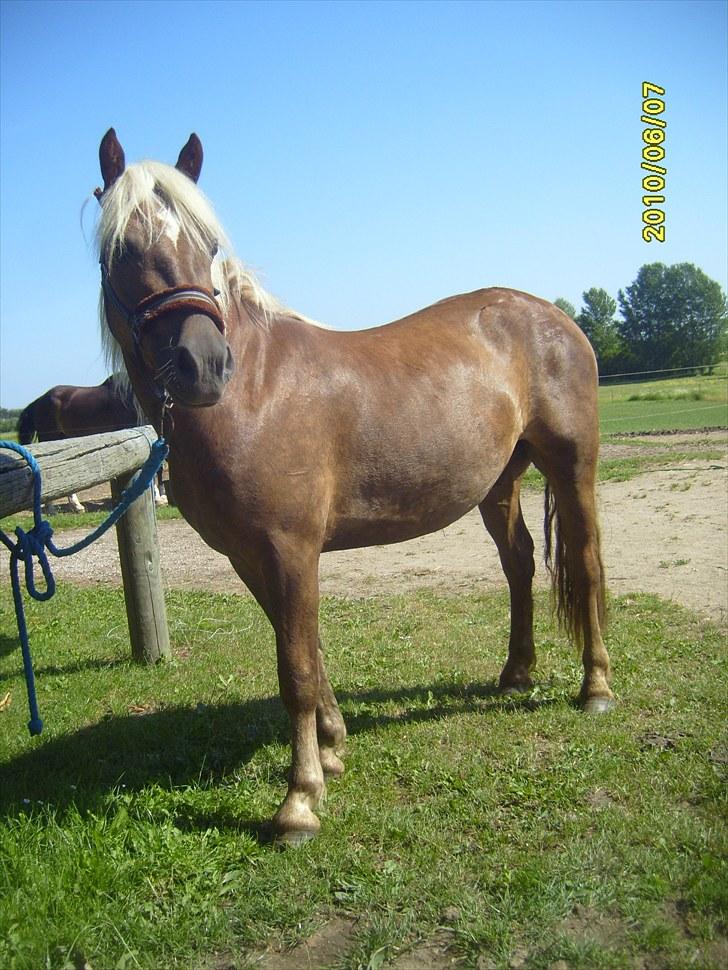 Anden særlig race Koda billede 6