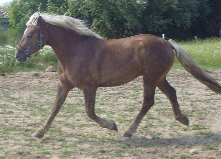 Anden særlig race Koda billede 7