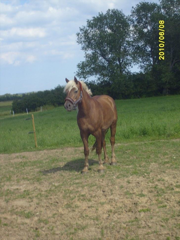 Anden særlig race Koda billede 8