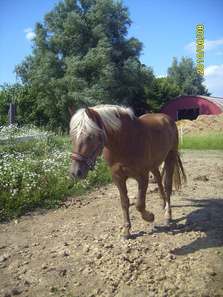 Anden særlig race Koda billede 11