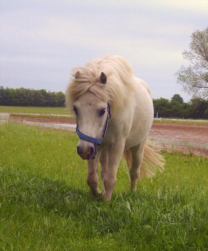Anden særlig race Chaplin billede 1