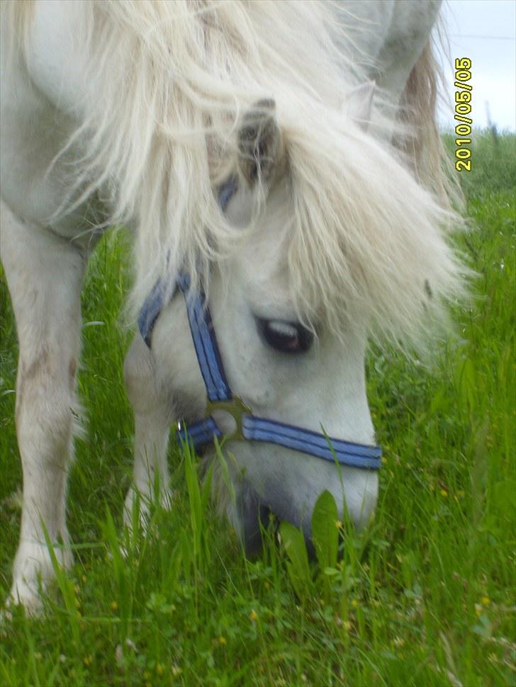 Anden særlig race Chaplin billede 2